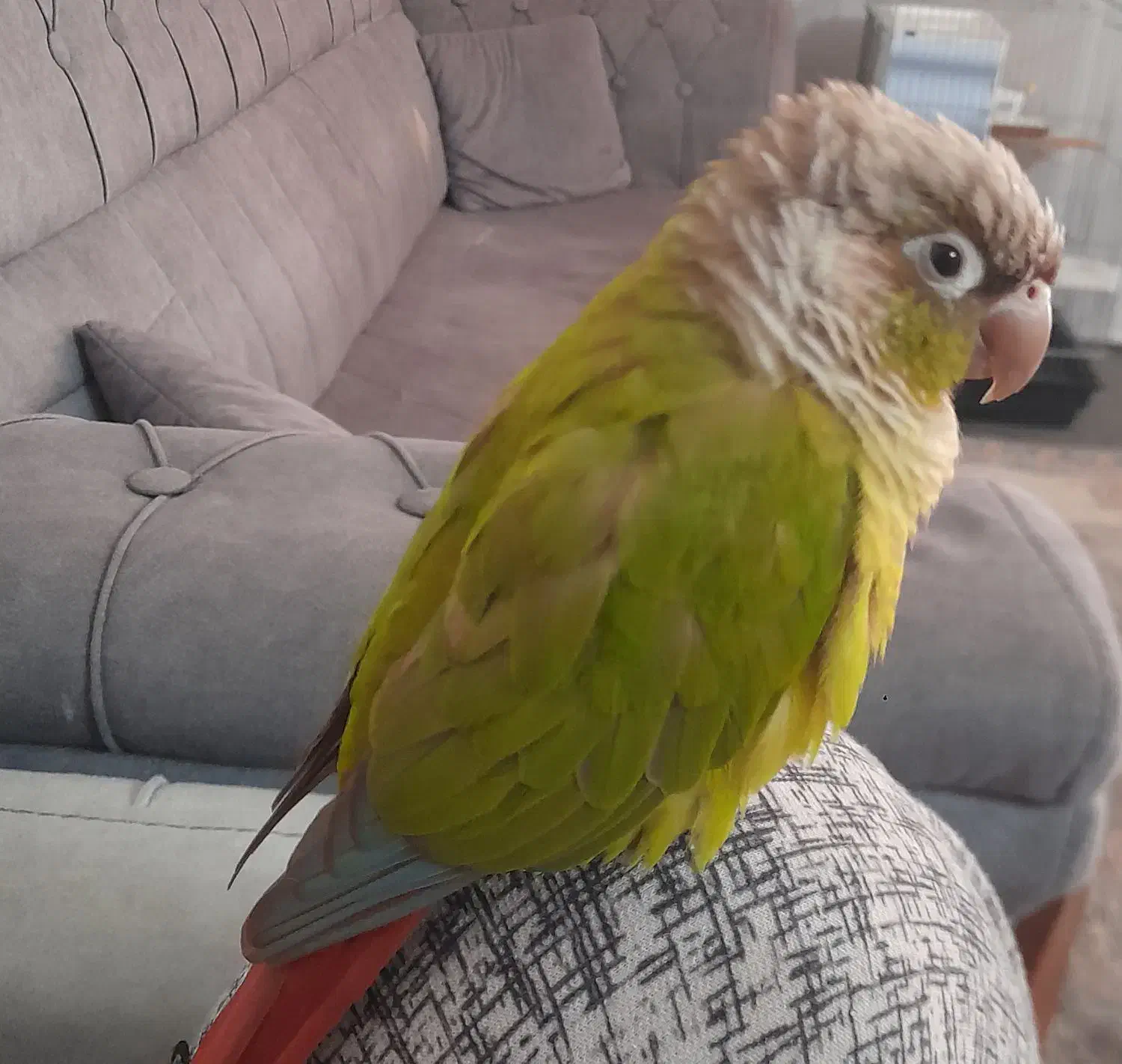 پرنده گمشده (گرینچیک)|حیوانات|بهارستان, |دیوار