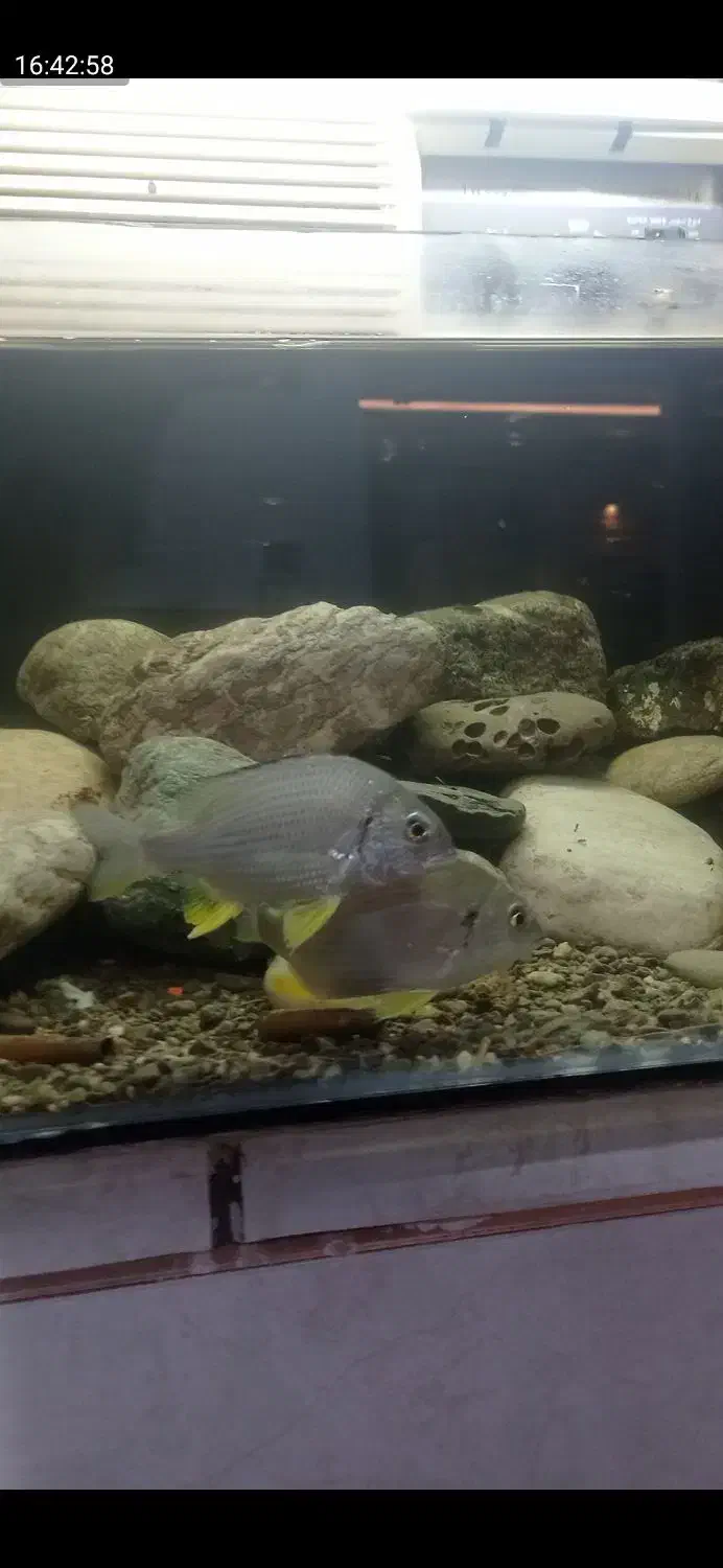 فروش ماهی زینتی|ماهی|میناب, |دیوار