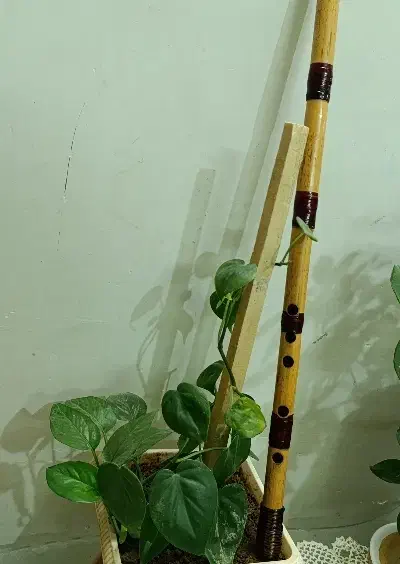 نی فا دیز|سازهای بادی|مشهد, نظام دوست|دیوار