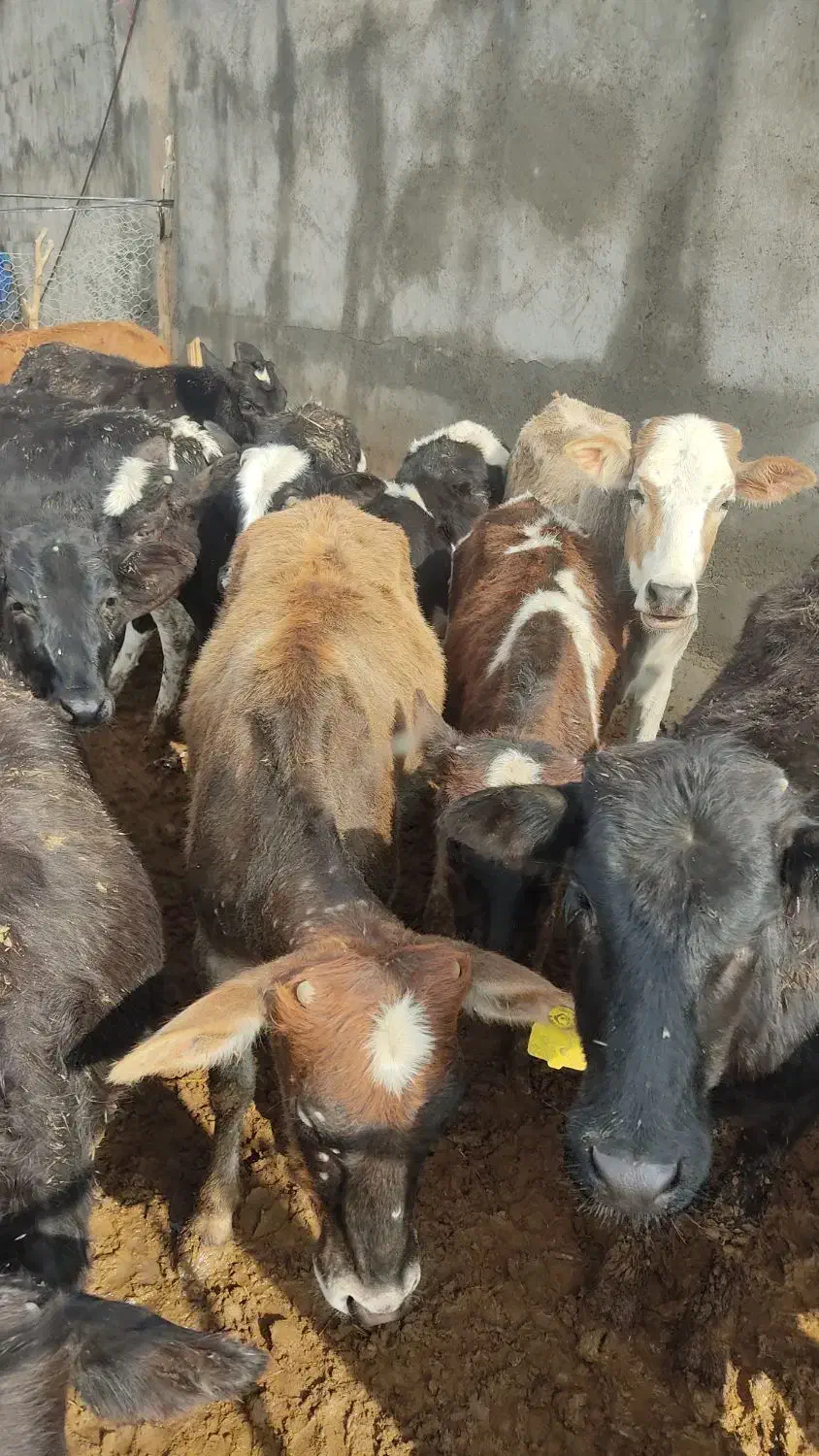 گوساله ماده چاق|حیوانات مزرعه|کوهدشت, |دیوار