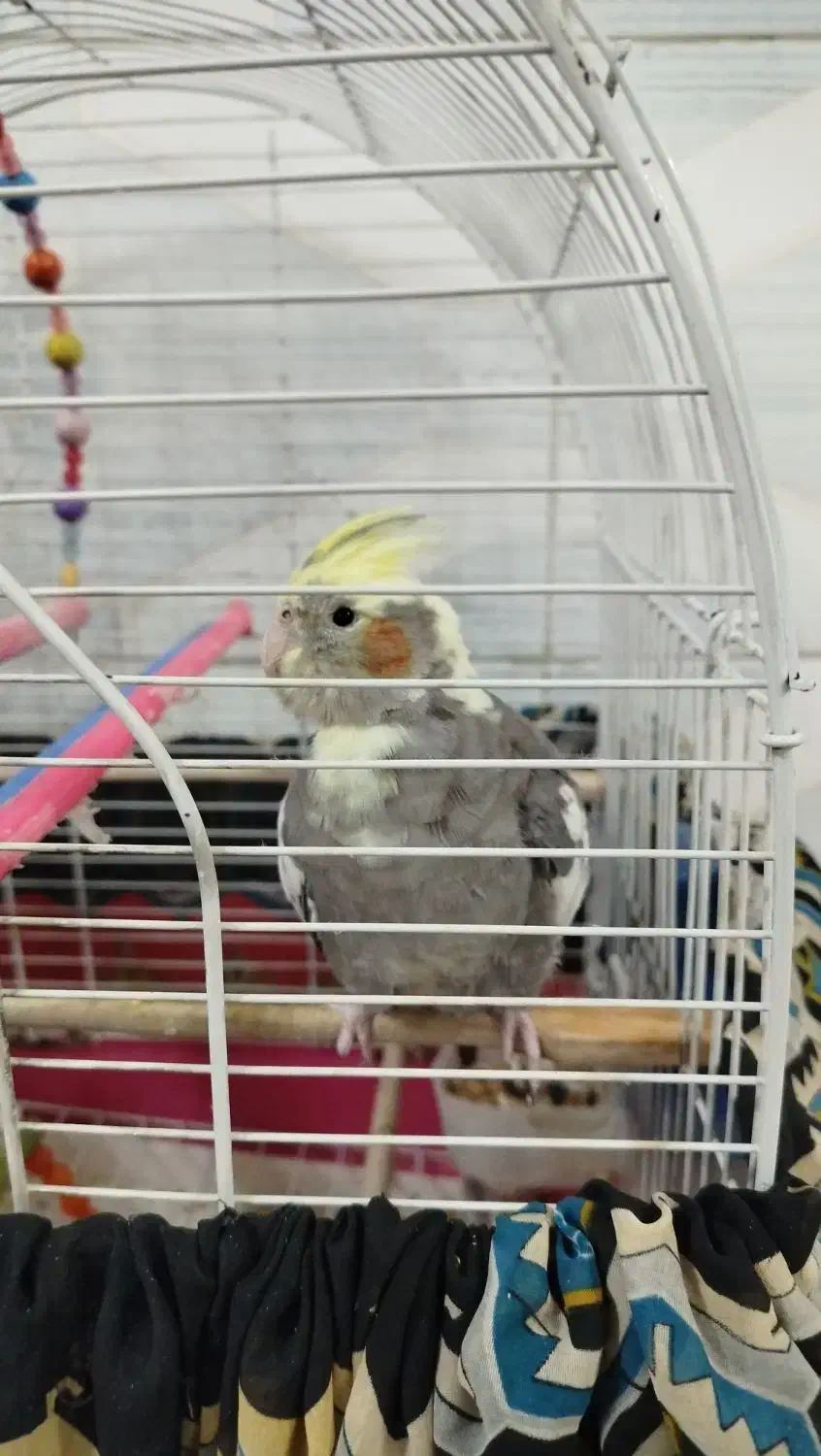 یک عدد عروس هلندی ماده سالم باقفس|پرنده|ایوانکی, |دیوار