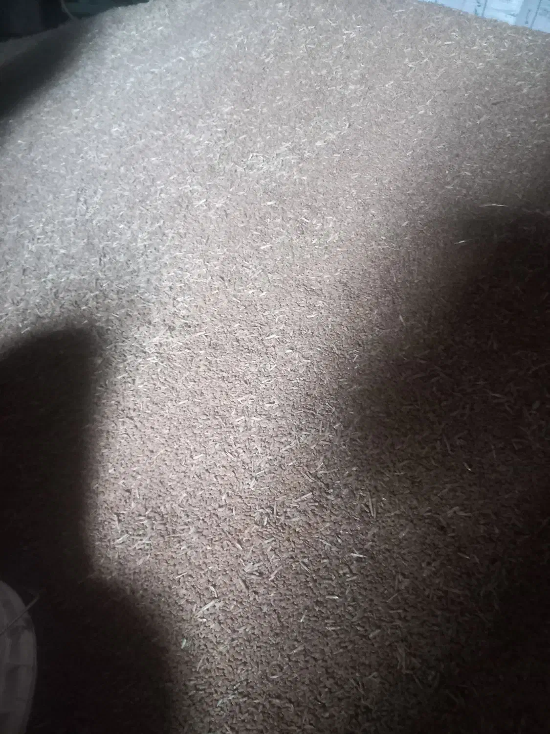 بذر گندم آبی|عمدهفروشی|سیلاخور, |دیوار