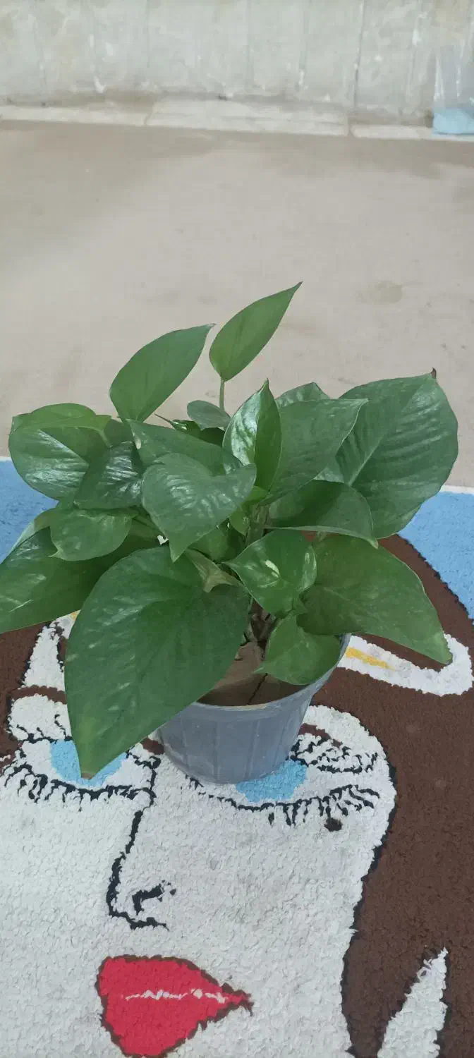 فروش انواع گل و کاکتوس و آپارتمانی و طبیعی|گل و گیاه طبیعی|فسا, |دیوار