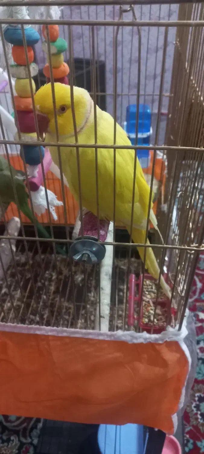 طوطی ملنگو رنگ خاص. قیمت بیست‌وپنج میلیون|پرنده|کاشمر, |دیوار