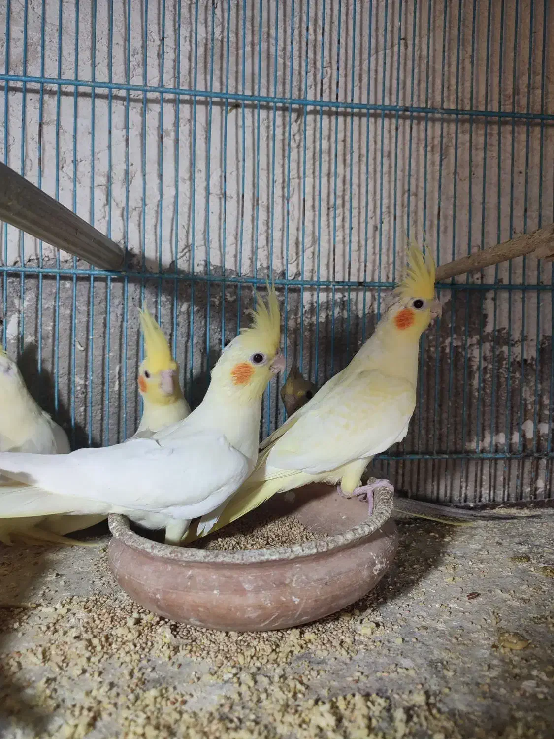 عروس هلندی لوتینو زعفرانی|پرنده|قم, هنرستان|دیوار