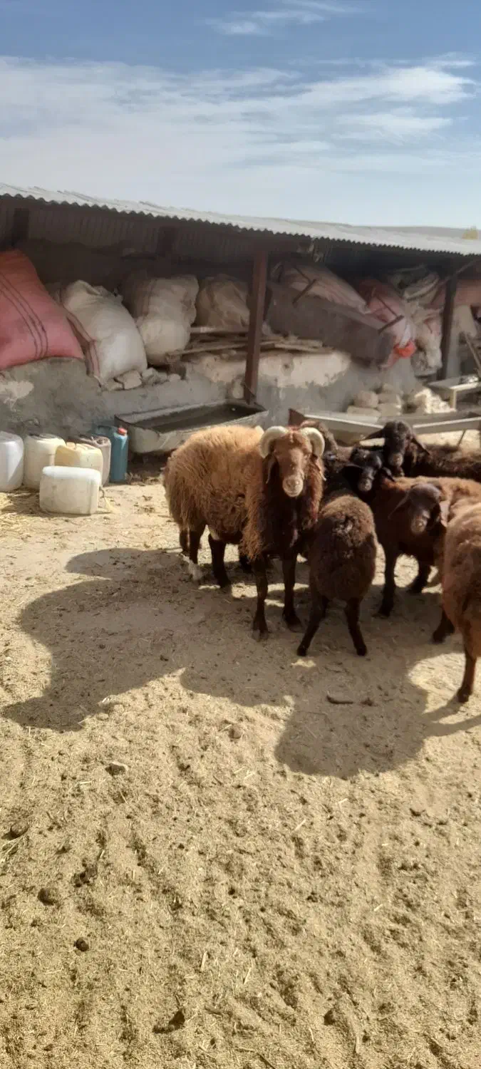 قوچ افشار فروش ( داشتی )|حیوانات مزرعه|فیروزکوه, |دیوار