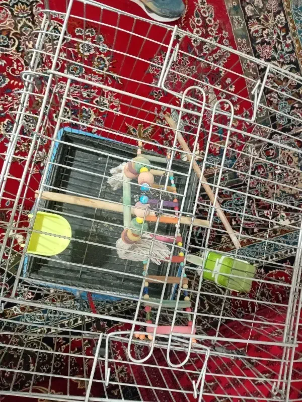 قفس|لوازم جانبی حیوانات|کبودرآهنگ, |دیوار