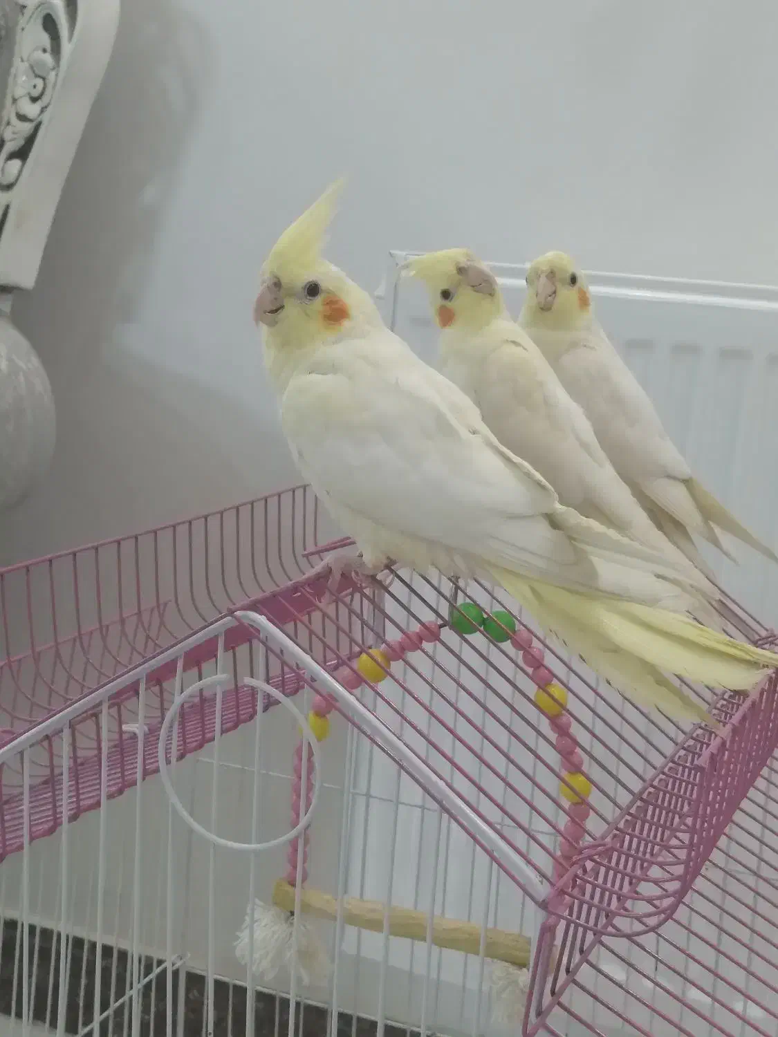 عروس هلندی لوتینو|پرنده|قرچک, مهدیه|دیوار