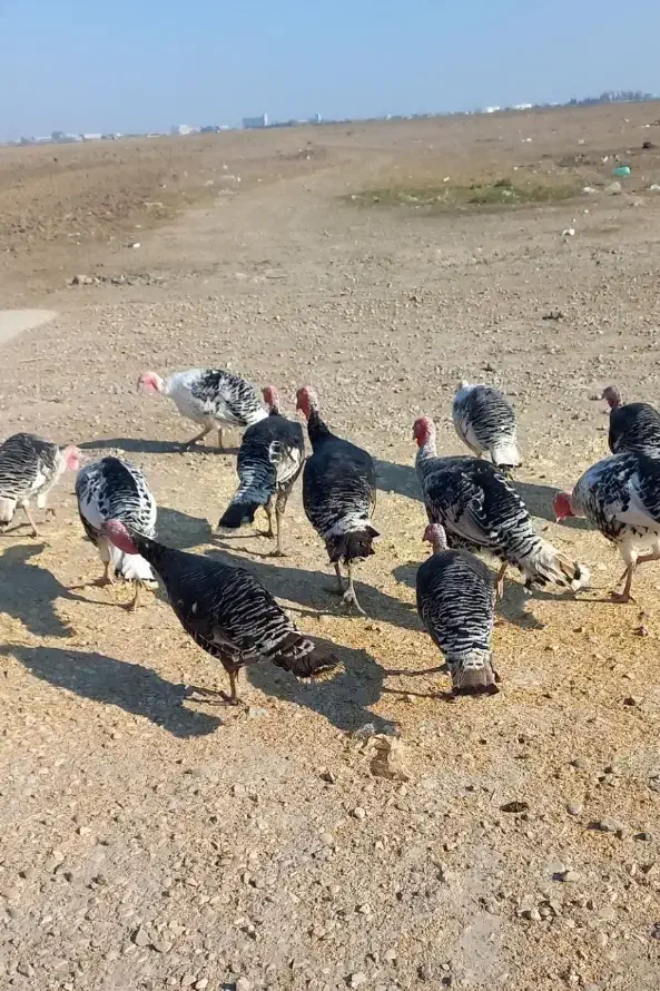 بوقلمون محلی|حیوانات مزرعه|گنبد کاووس, |دیوار