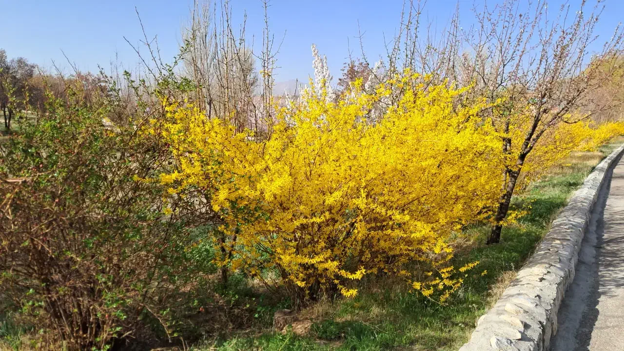 زل کفتر درجه یک بدون خاک و اشغال|خدمات باغبانی و درختکاری|نجف‌آباد, فردوسی شمالی|دیوار