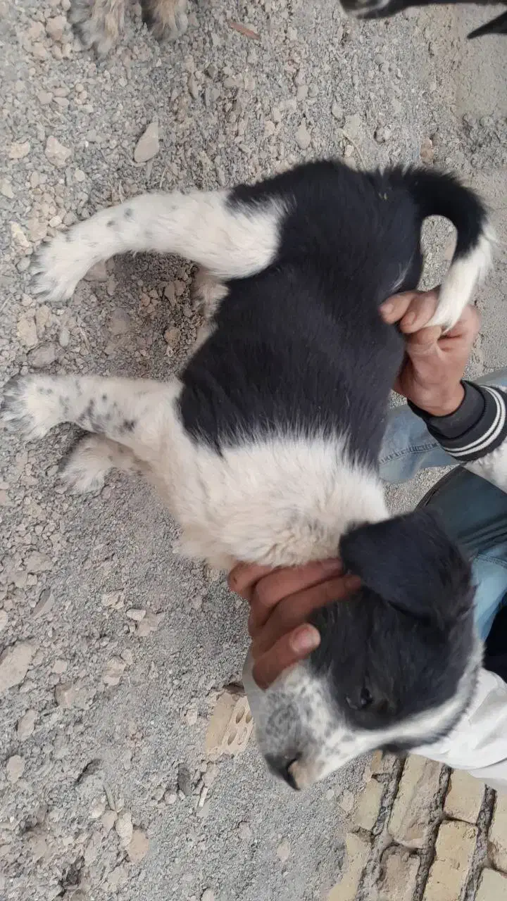 واگذاری سگ قهدریجان|سگ|لنجان, |دیوار