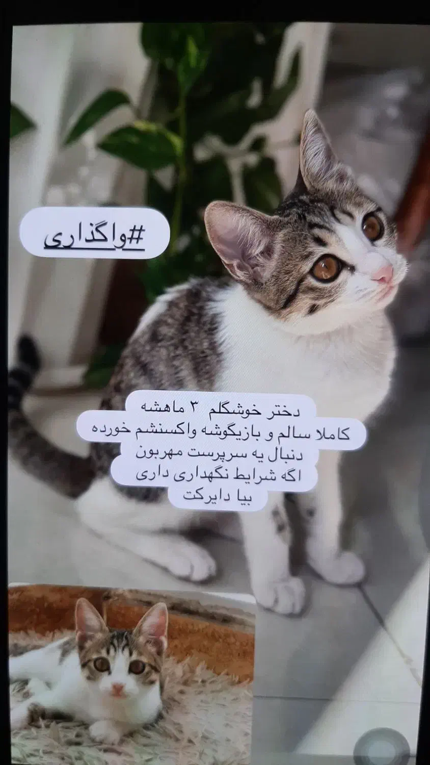 واگذاری رایگان|گربه|لاهیجان, امیرشهید|دیوار