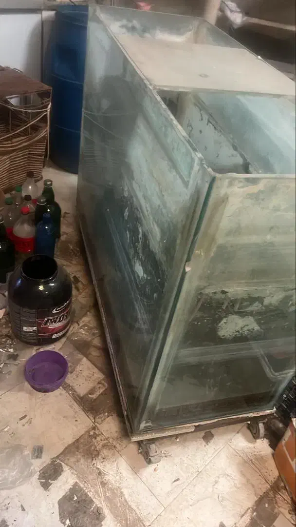 آکواریومع|ماهی|بابلسر, |دیوار