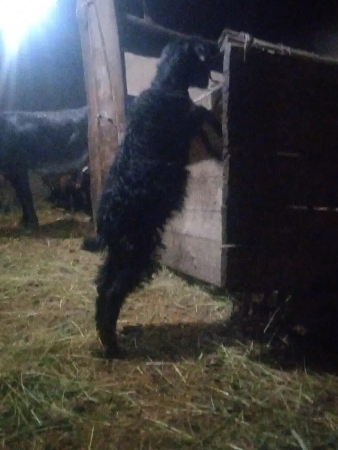 عزیز چهار عددبزغاله یکی تر بقیه ماده همش۱۵/۵|حیوانات مزرعه|سجاس رود, |دیوار