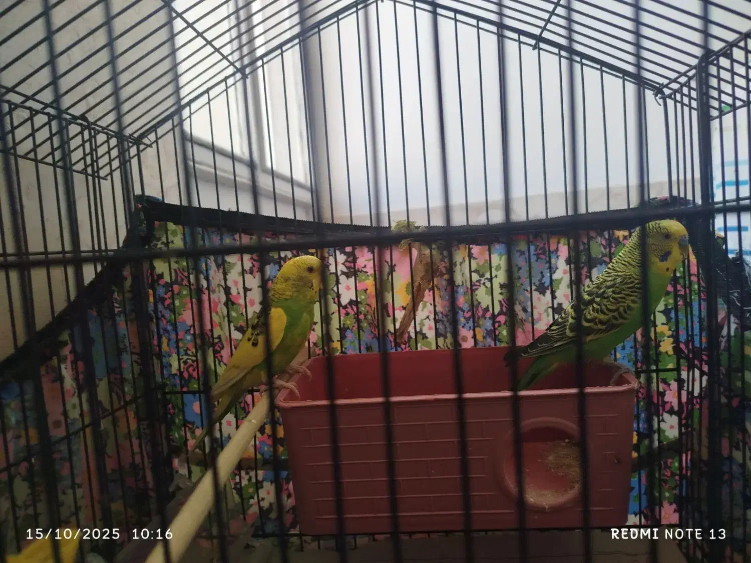 یک جفت مرغ عشق|پرنده|بومهن, |دیوار