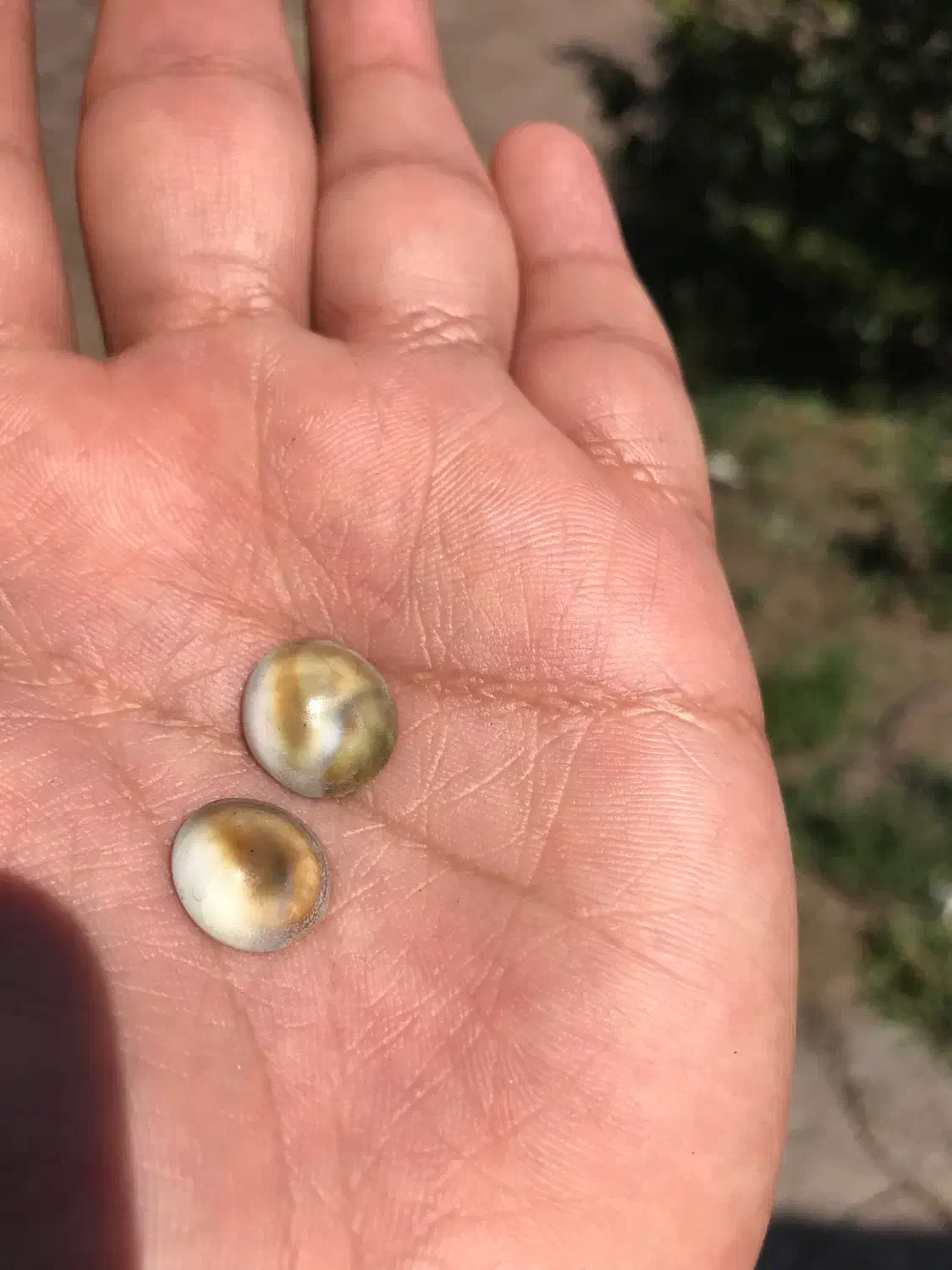 صدف دریا|ماهی|تهران, شمیراننو|دیوار