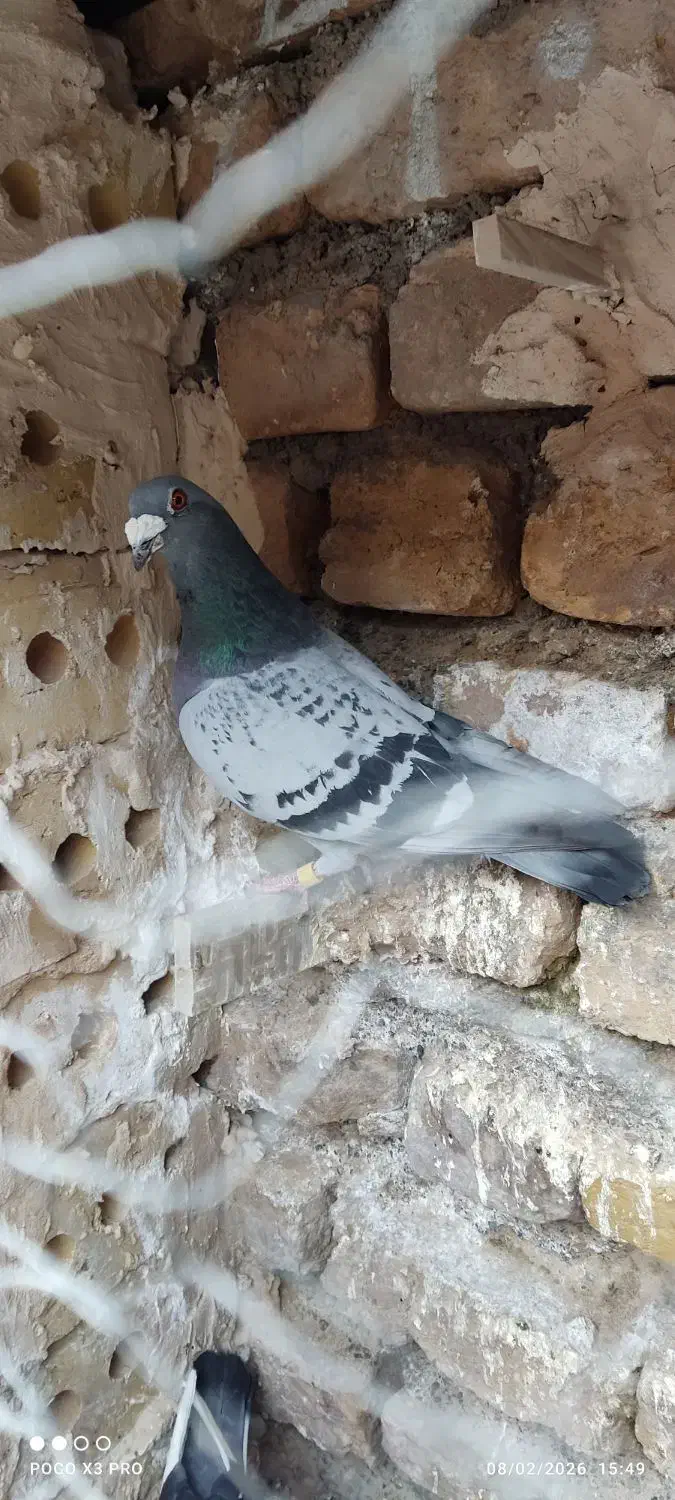 کفتر جوجه کشی|پرنده|تایباد, |دیوار