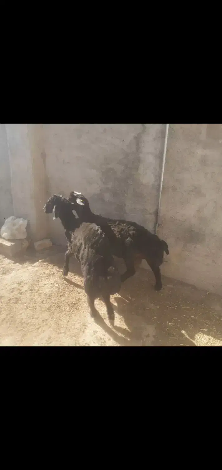 گوسفند بره|حیوانات مزرعه|شیروان (خراسان), |دیوار