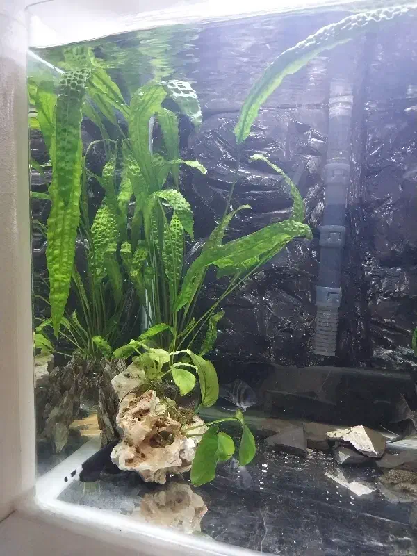 گیاه اکواریوم|ماهی|تنکابن, |دیوار