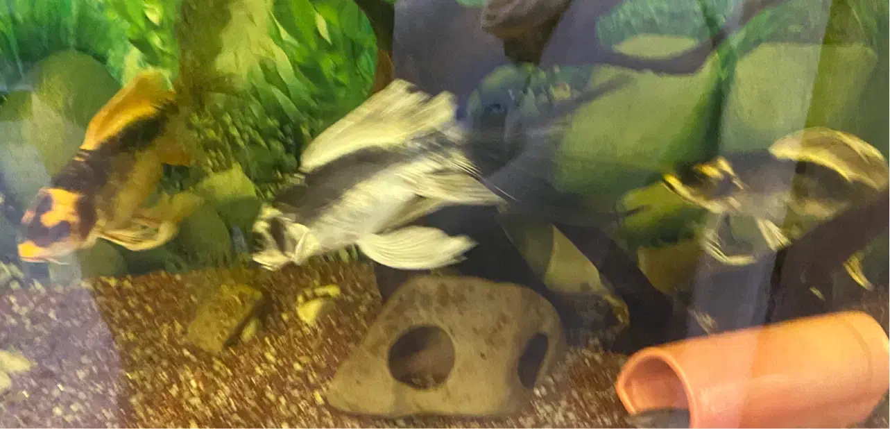 کوی مایان و باترفلای|ماهی|ری, جوانمرد قصاب|دیوار