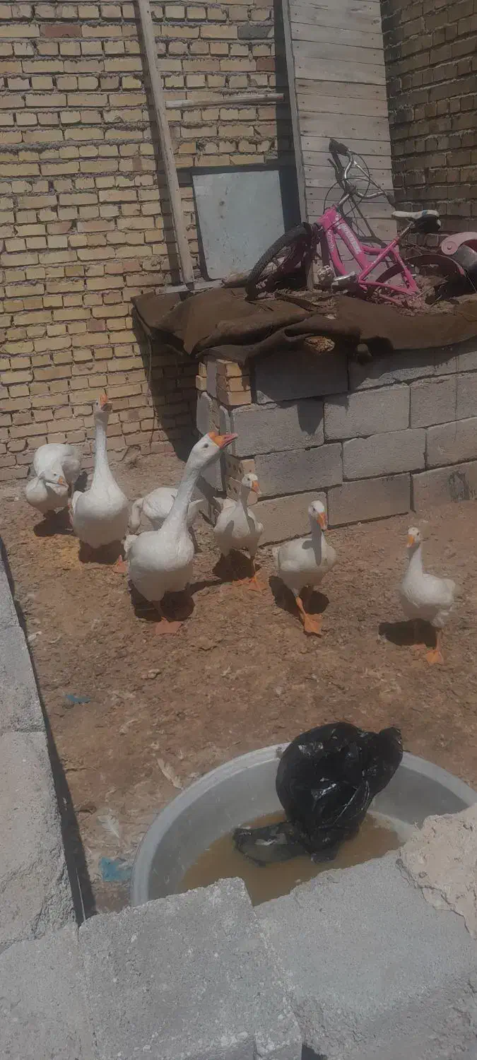 فروش غاز قو ومحلی|حیوانات مزرعه|بستان آباد, |دیوار