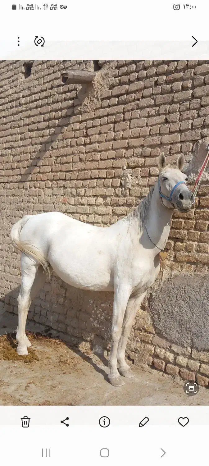 اسب کورد ذات قدیم تاییده کوردی|اسب و تجهیزات اسبسواری|ری, کارخانه سیمان|دیوار