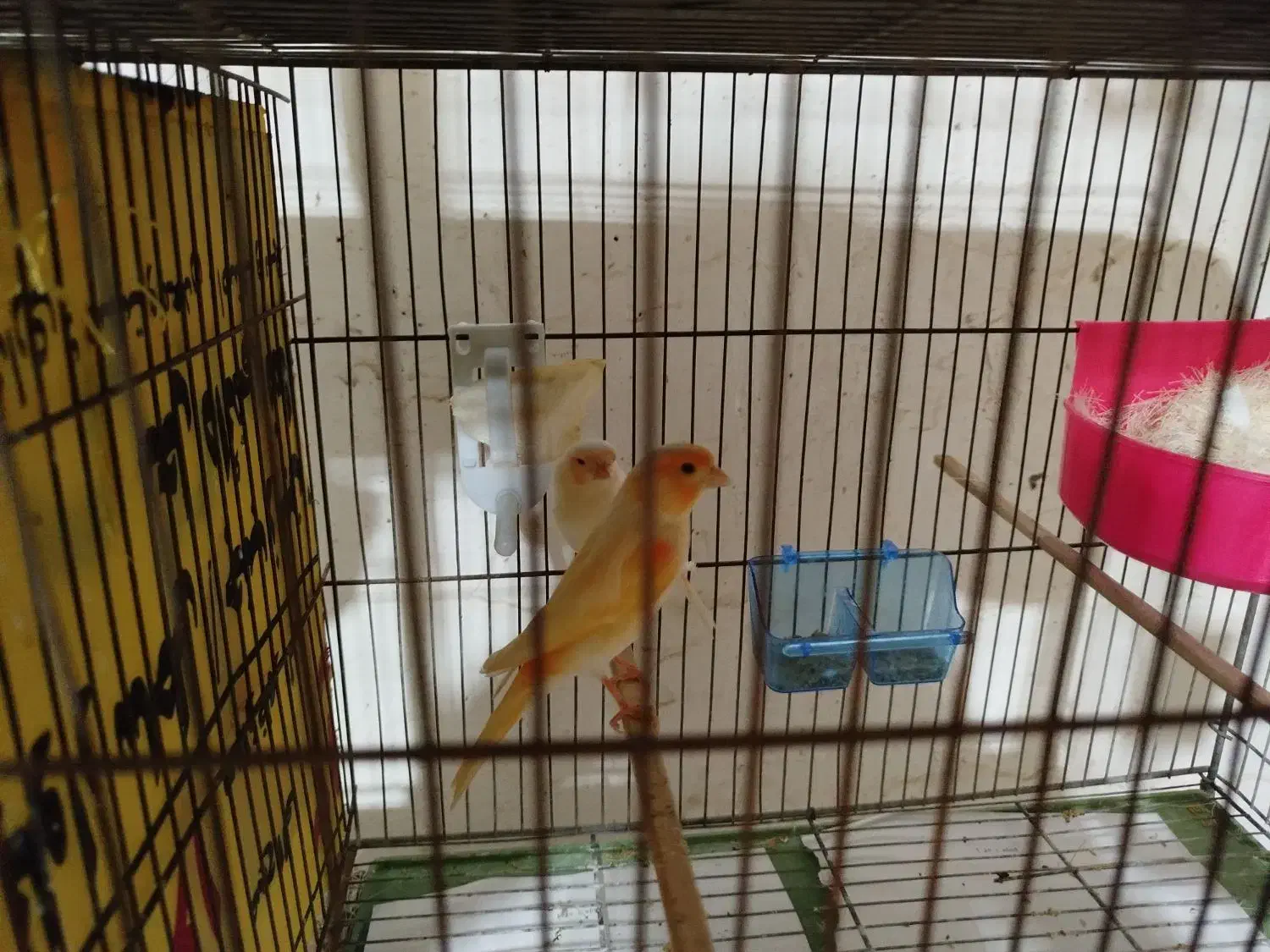 چند جفت قناری اماده|پرنده|میناب, |دیوار