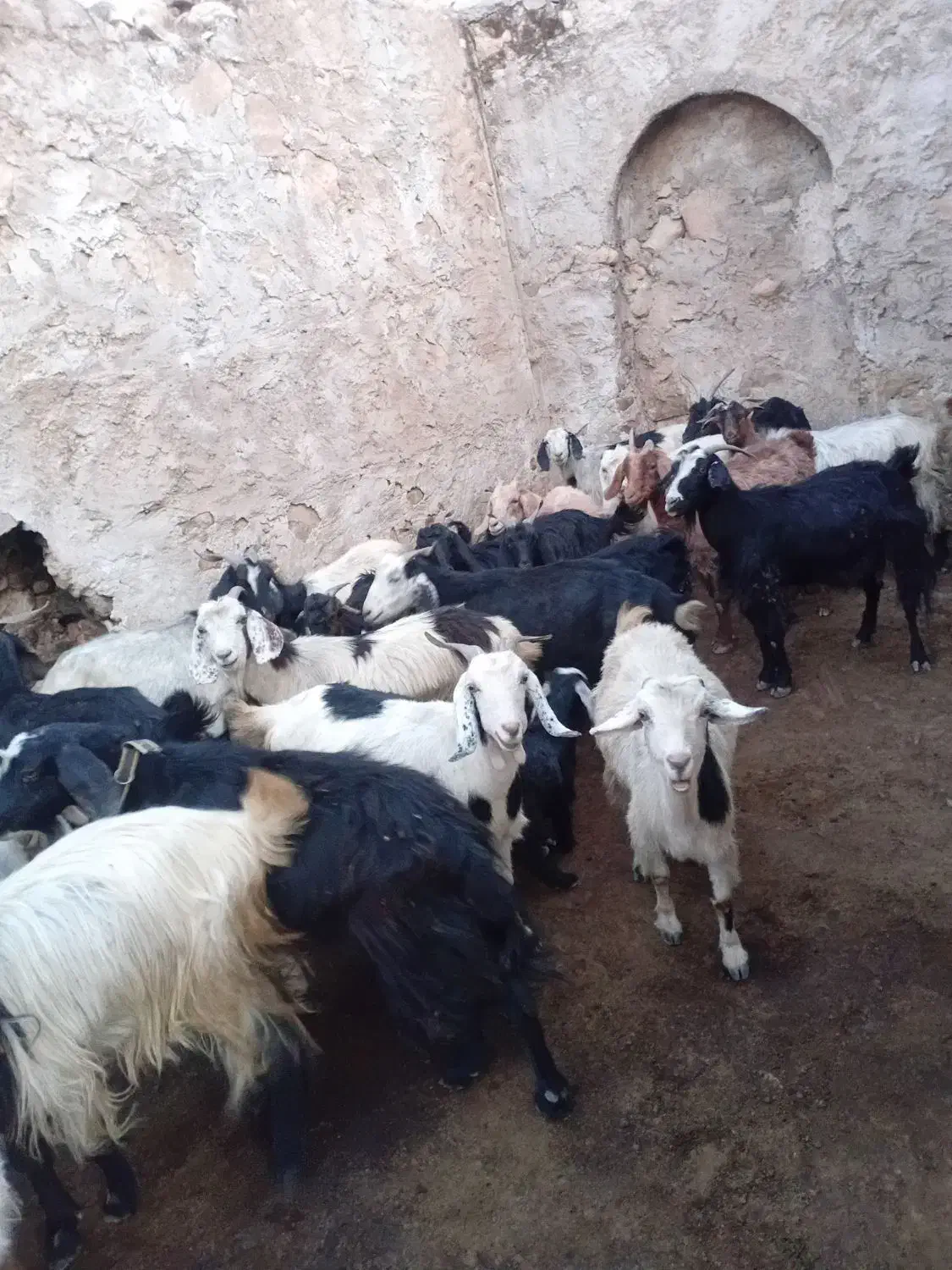 بز و کهره|حیوانات مزرعه|دهدشت, |دیوار