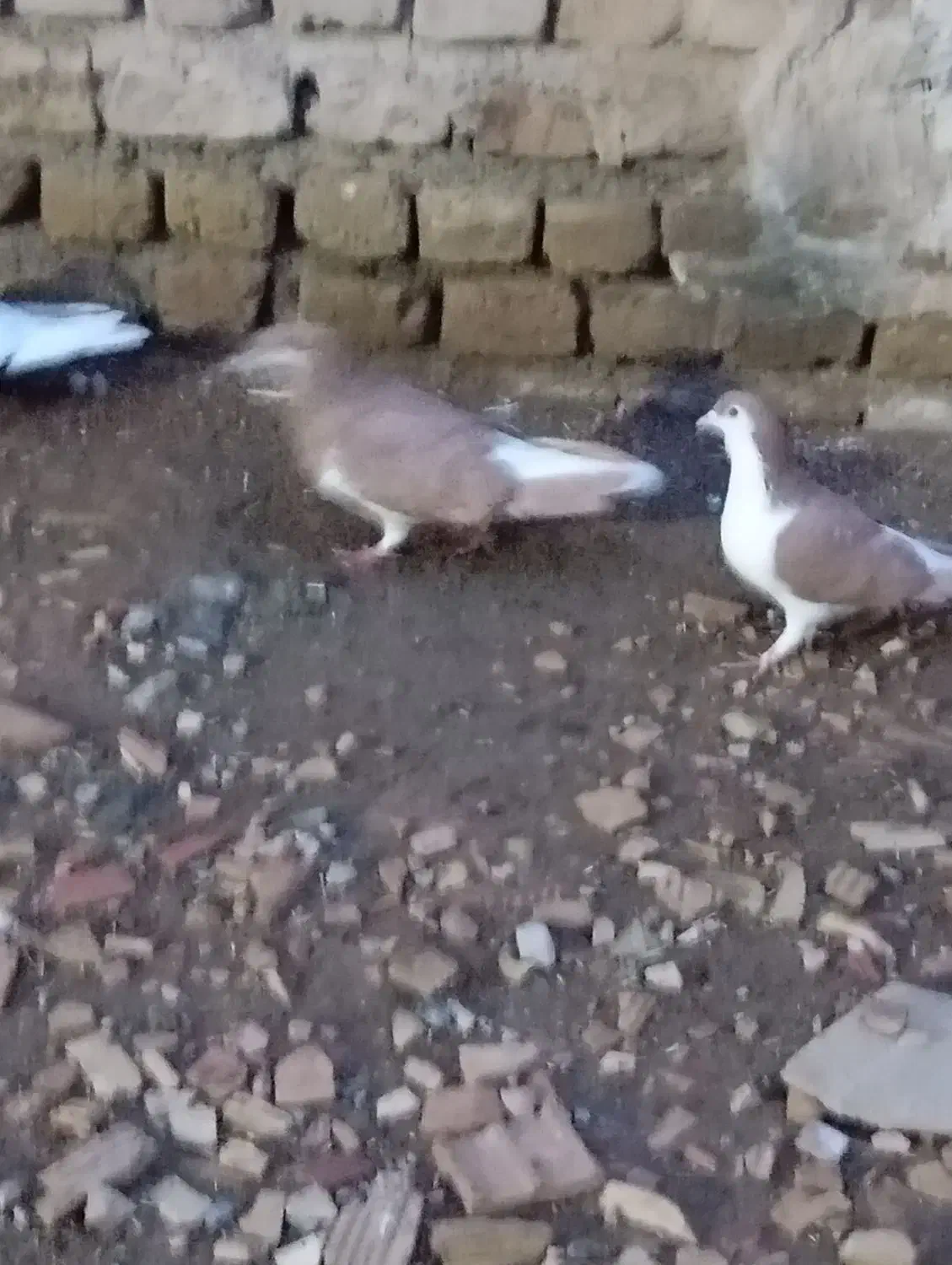 کفتر|پرنده|بشاریات, |دیوار