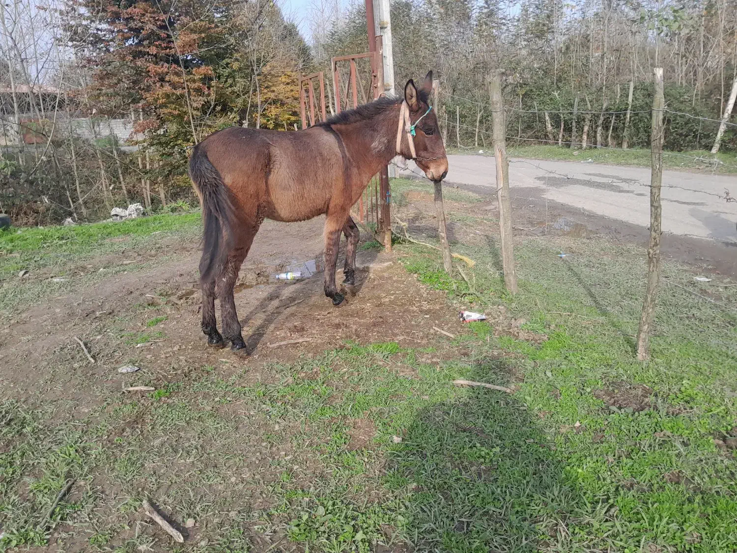 قاطر|حیوانات مزرعه|اسالم, |دیوار