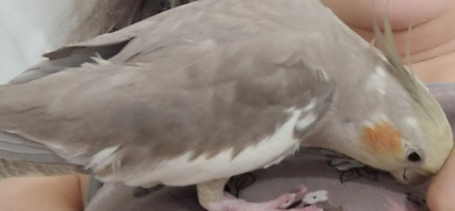 گمشده محدوده یخسازی|پرنده|رشت, یخسازی|دیوار