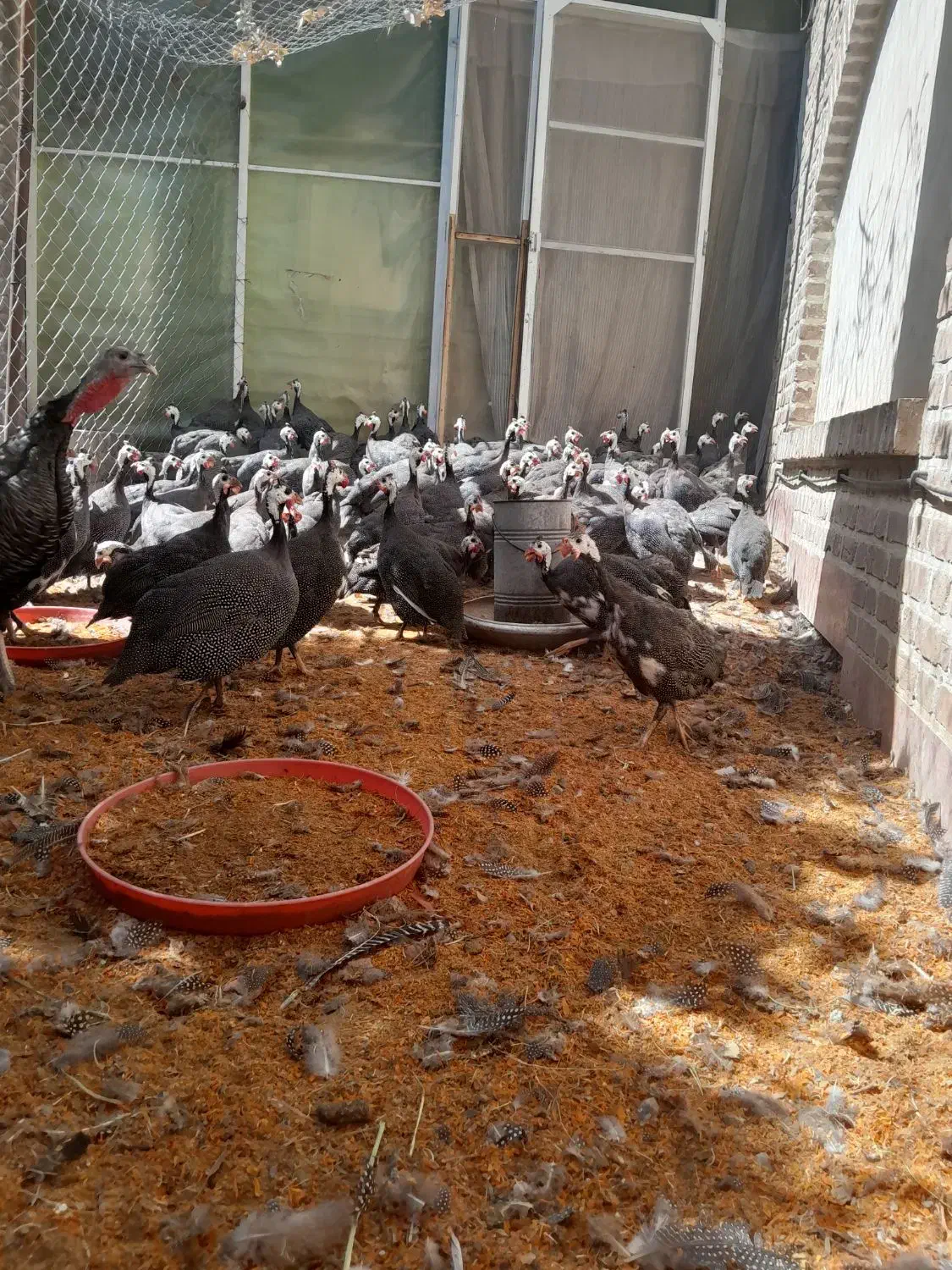 مرغ کرچ و بوقلمون  کرچ|حیوانات مزرعه|تهران, اکباتان|دیوار