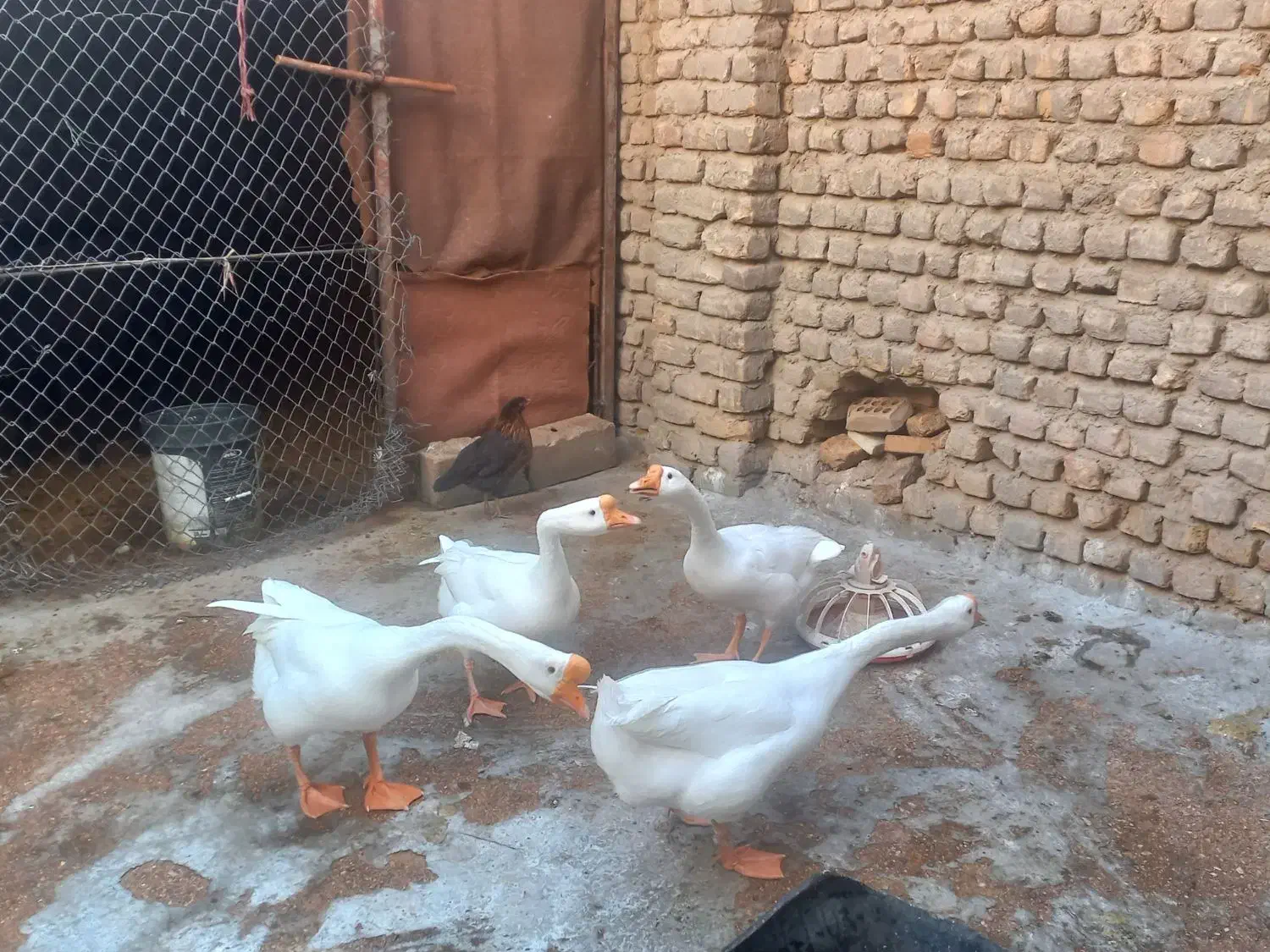 غاز قو غاز|حیوانات مزرعه|گنبد کاووس, |دیوار