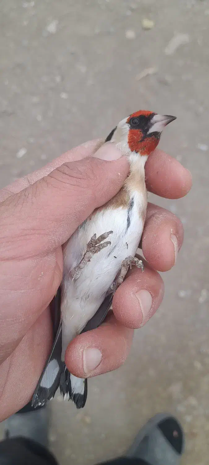 سهره نر|پرنده|اردبیل, |دیوار