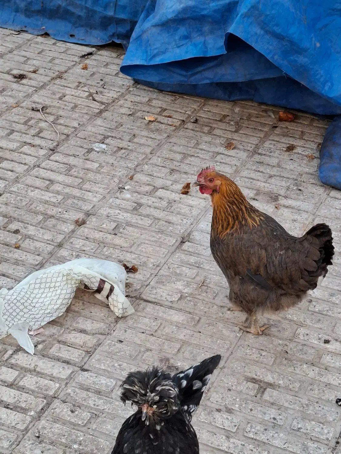 خروس|حیوانات مزرعه|شاهین‌شهر, عطار|دیوار