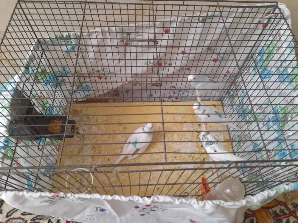 ۴ عدد مرغ عشق سالم مادر به همراه سه جوجه|پرنده|ری, هاشمآباد|دیوار