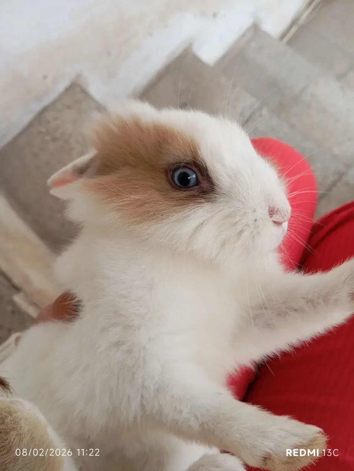 خرگوش|موش و خرگوش|نیشابور, بنیاد شهید|دیوار