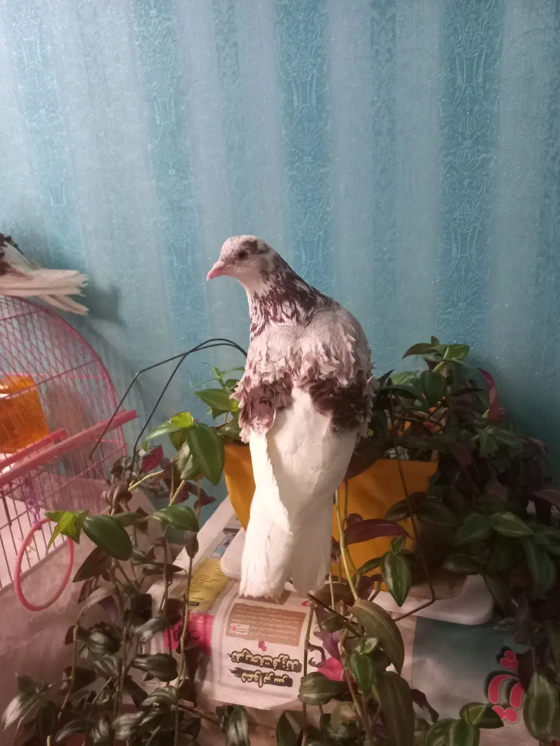 کبوتر فشن فری زینتی مولد|پرنده|تهران, سلسبیل جنوبی|دیوار