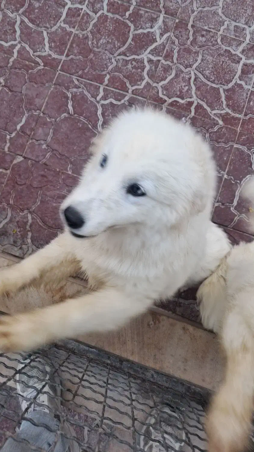 توله سامویید واکسن خورده آماده|سگ|صفادشت, |دیوار