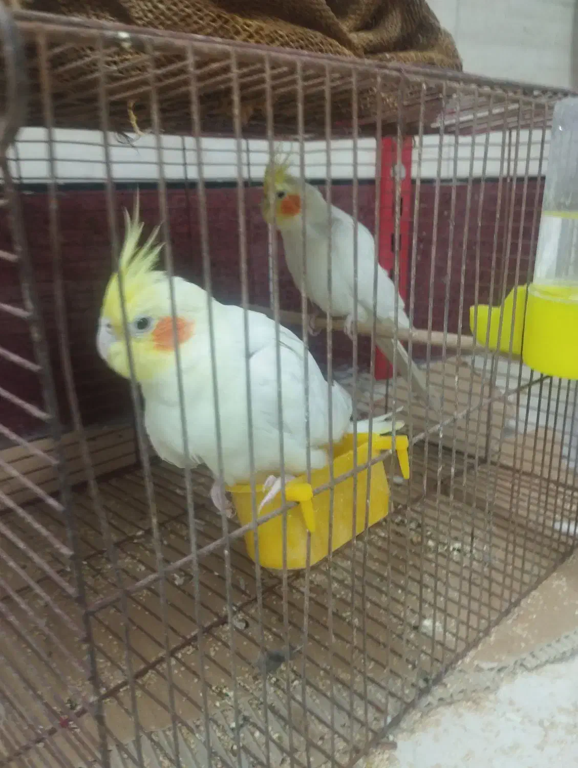 دو جفت عروس هلندی مولد|پرنده|بندر گناوه, |دیوار