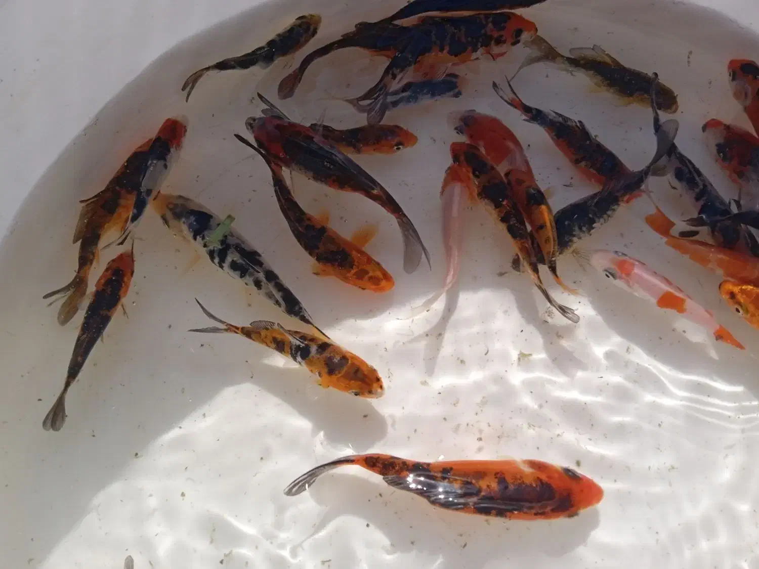 ماهی کوی|ماهی|مشهد, شهرک صنعتی توس|دیوار