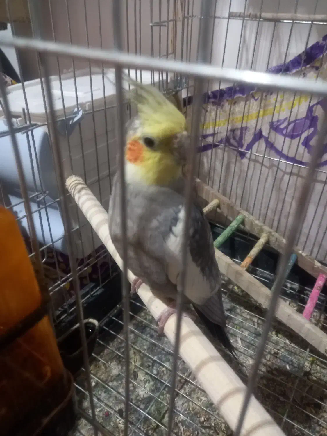 عروس هلندی نر و ماده|پرنده|هشتگرد, سیف آباد|دیوار