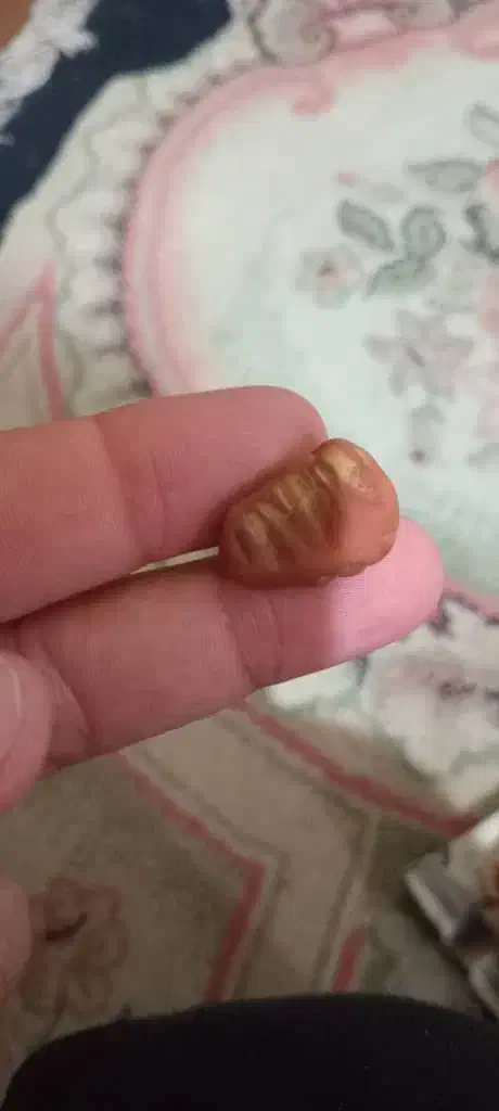 مهره تیربند و عرج سویحلی اشتری|جواهرات|بندر ماهشهر, |دیوار