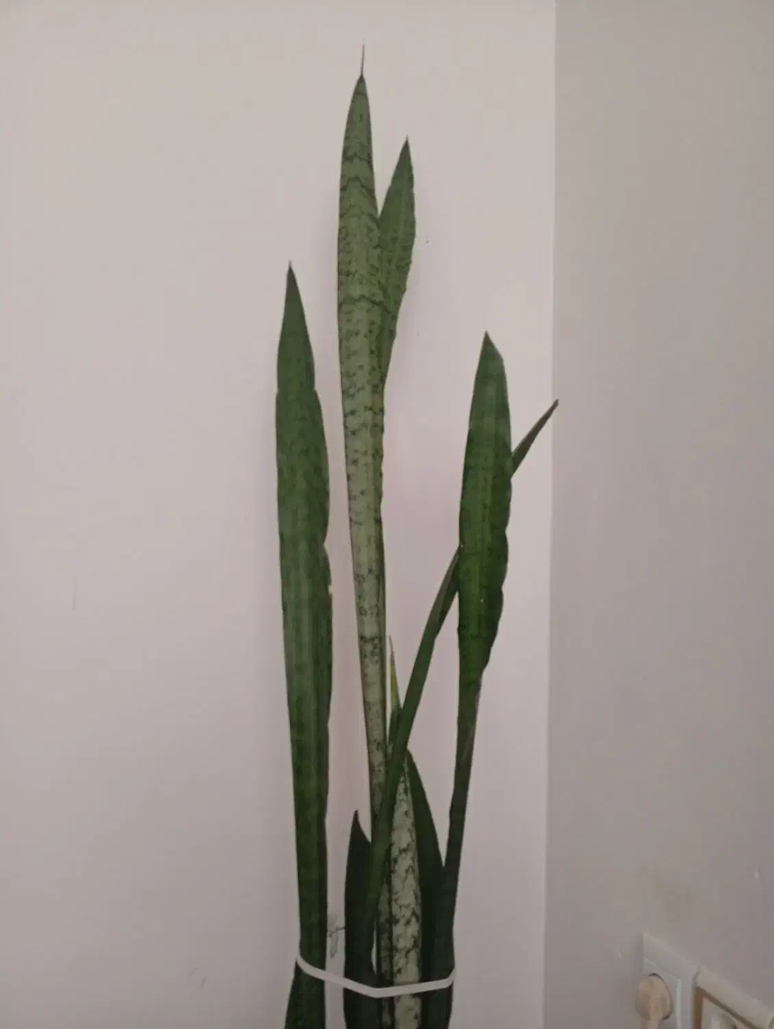 اجاره مسکونی|اجارهٔ آپارتمان|دهگلان, |دیوار