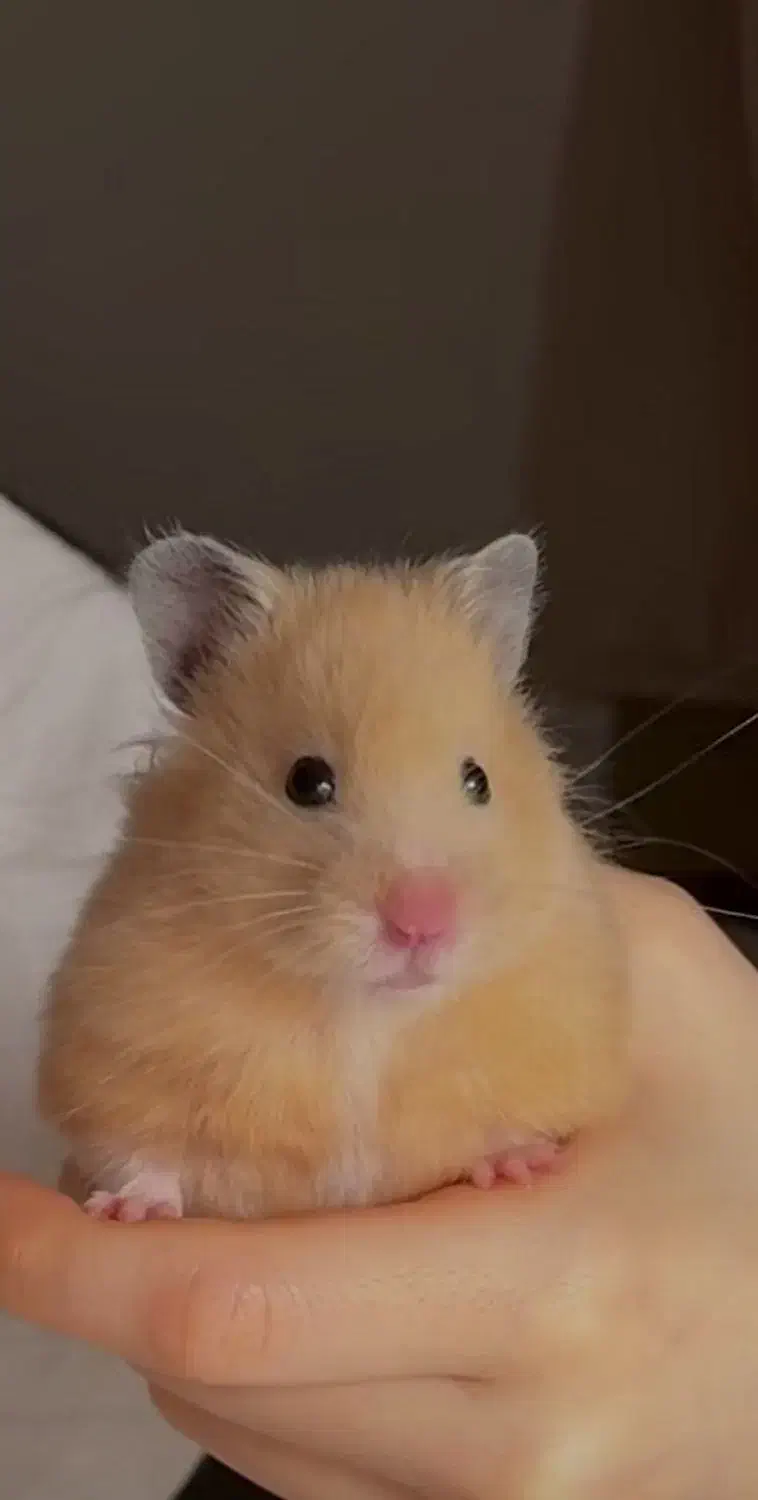 همستر|موش و خرگوش|شیراز, صاحب الزمان|دیوار