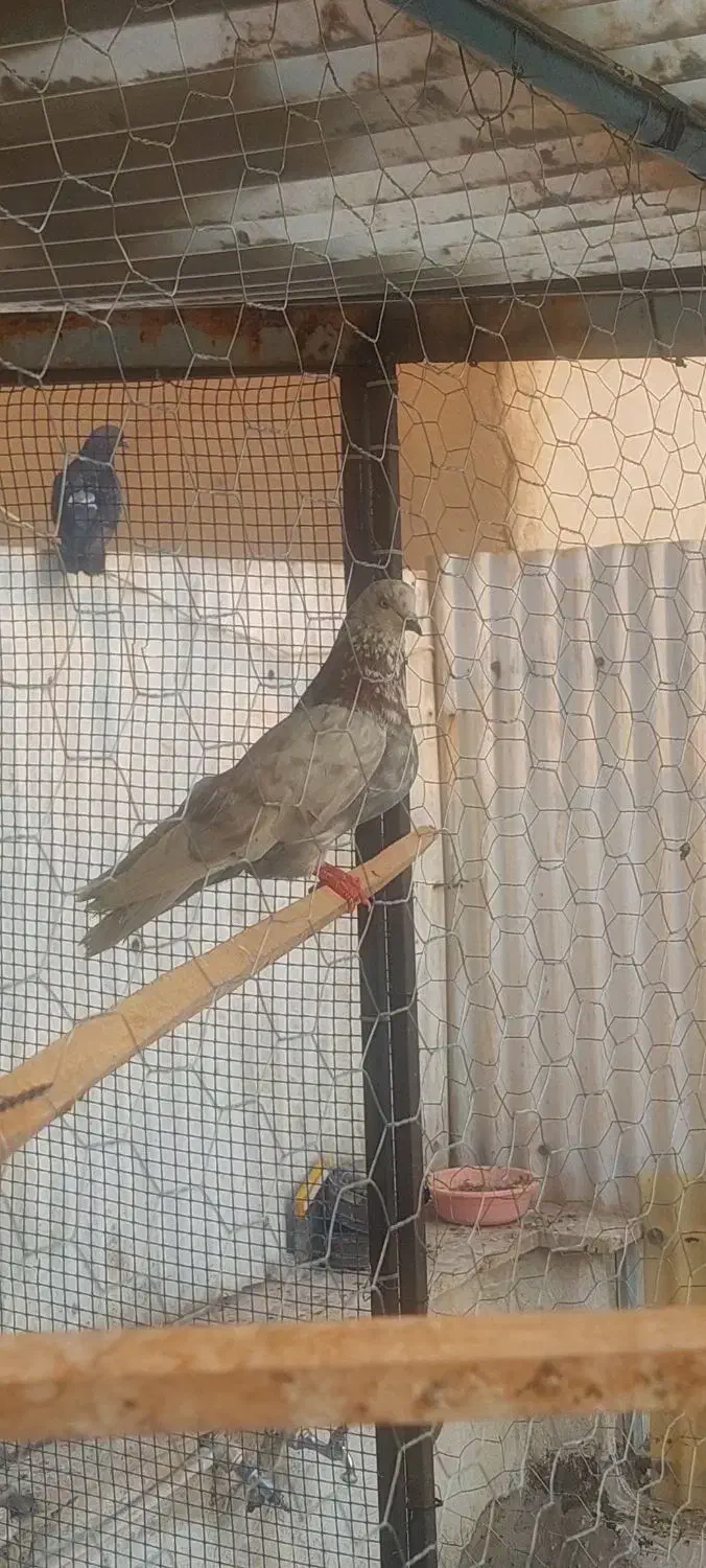 تعدادی کفتر  /یکجا و یا تکی / جفت کن|پرنده|تهران, شهید اسدی|دیوار