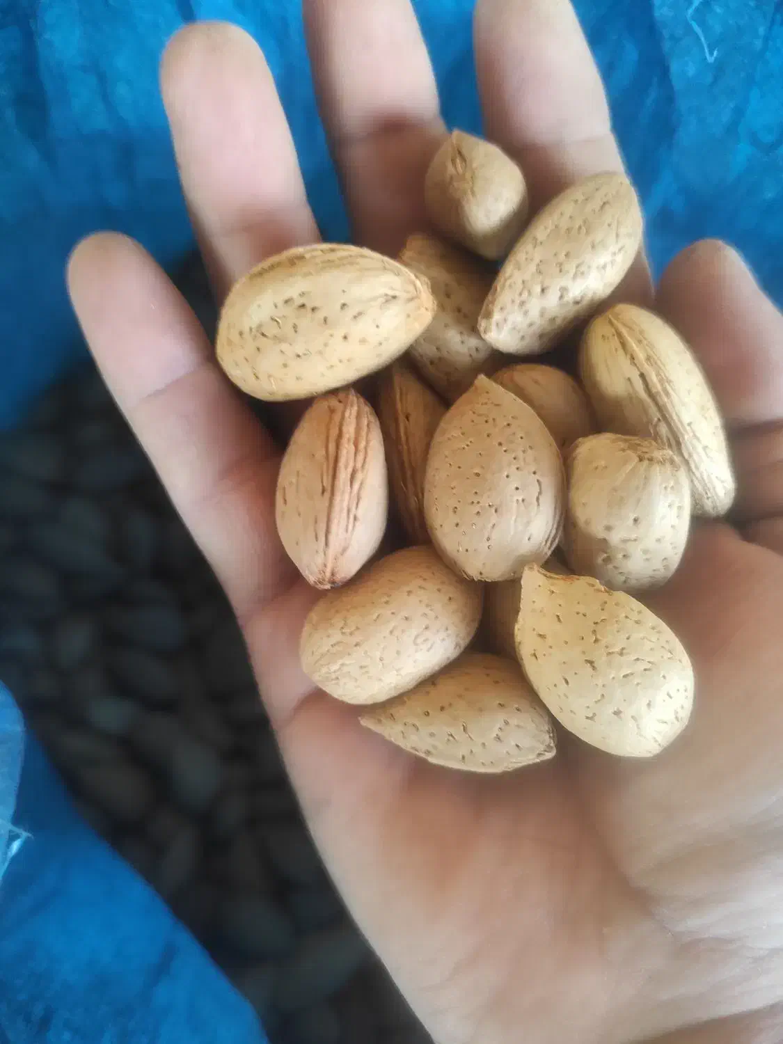 بادام بوانات درجه یک هر ۴ کیلو ۱کیلو مغز|خوردنی و آشامیدنی|مرودشت, بهارستان|دیوار