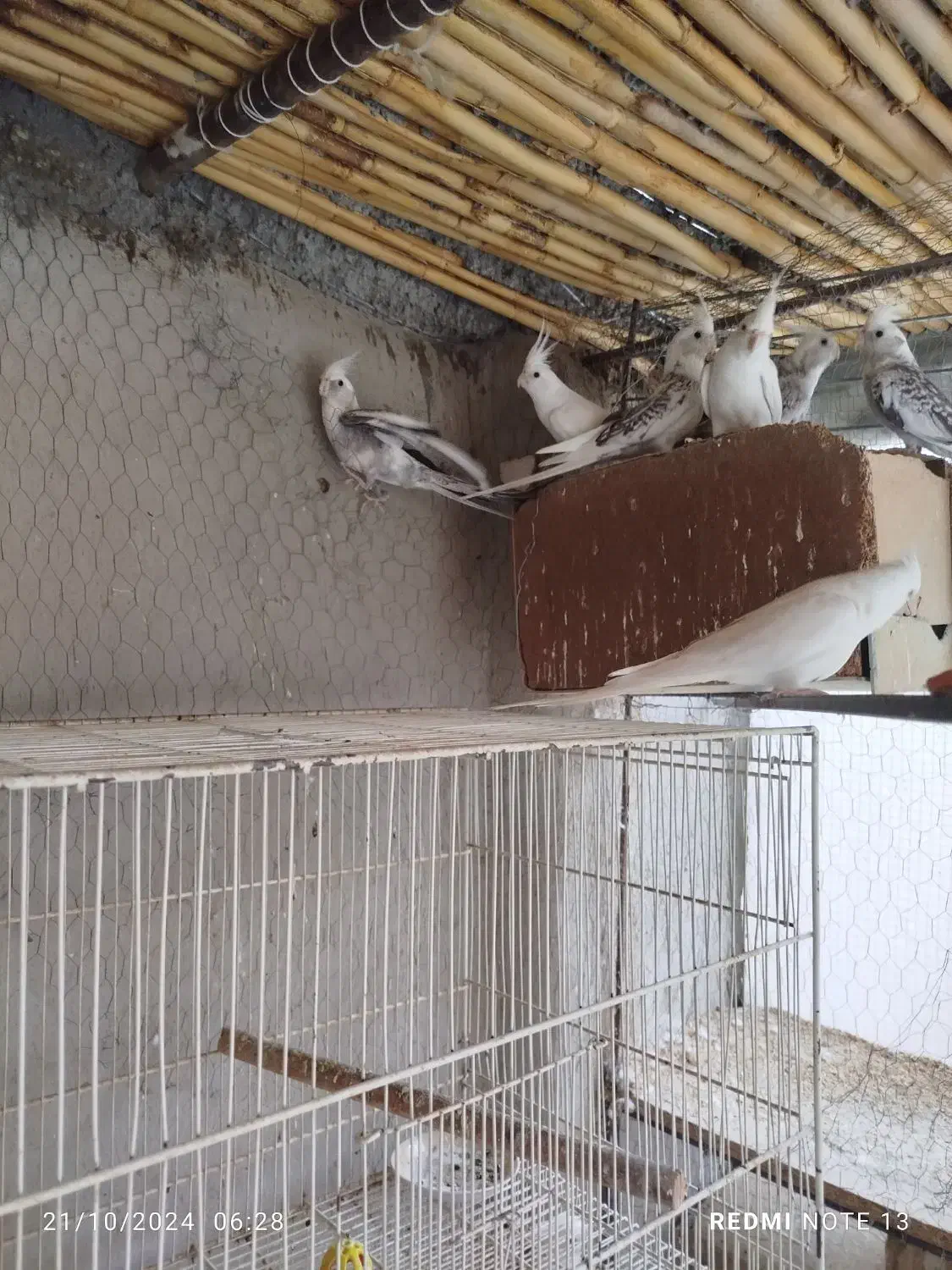 عروس هلندی|پرنده|جوین, |دیوار