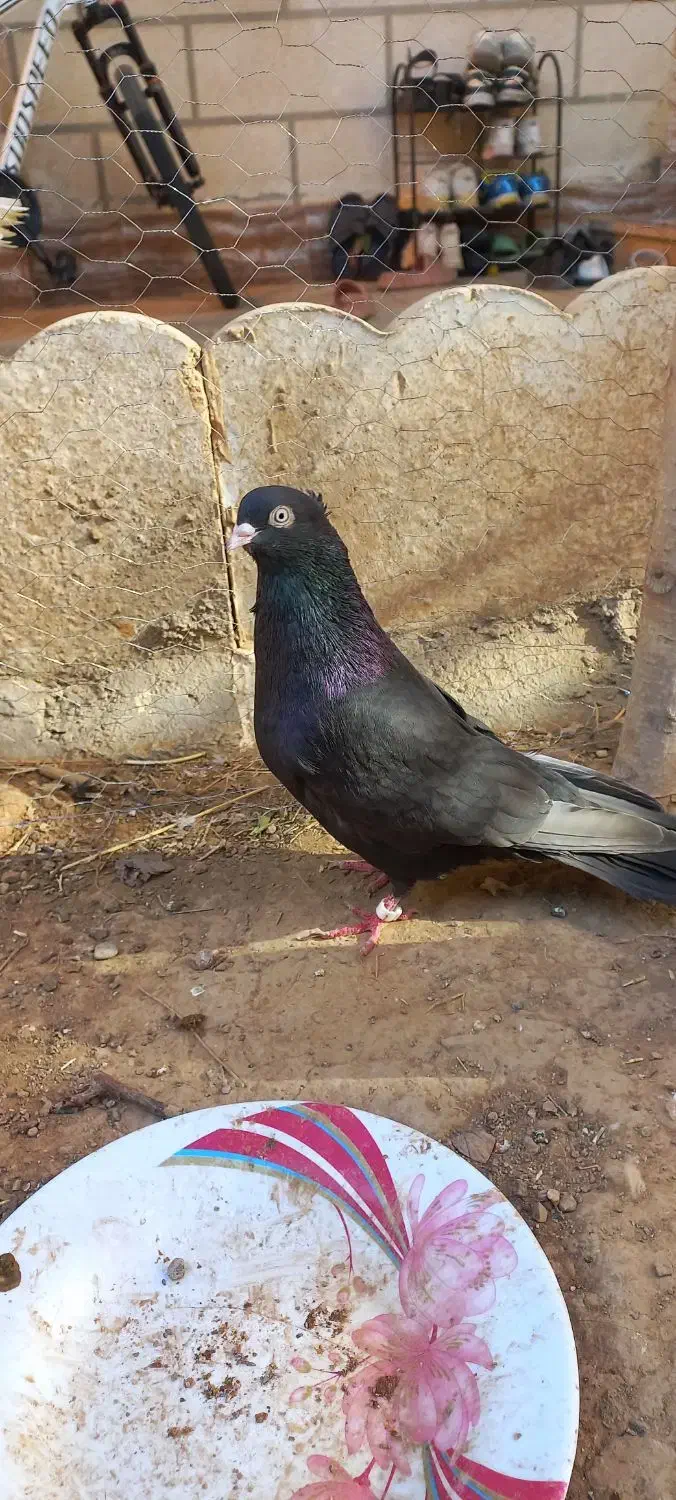 کبوتر صرب یا زاغ ابادانی|پرنده|تاکستان, |دیوار