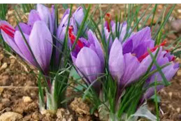 گل زعفران|خوردنی و آشامیدنی|تربتحیدریه, طالقانی|دیوار